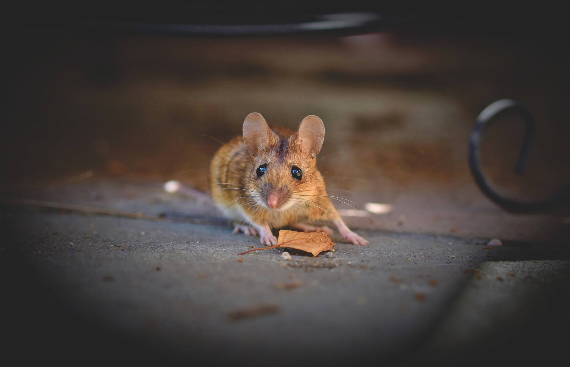 Mouse Pest Control Stevenage, Hertfordshire